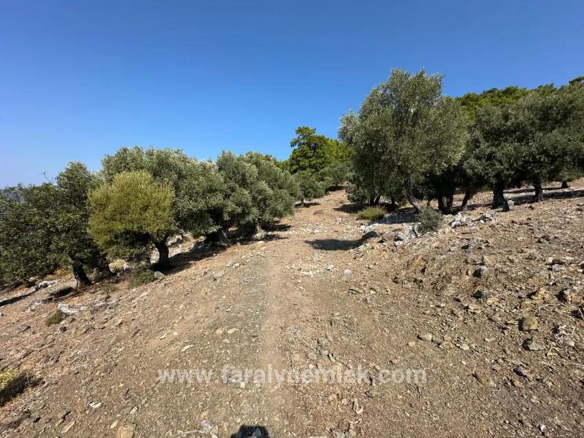 Для Продажи Поле в Çandır Köyceğiz - Под Поле застройку - 21.000 m²