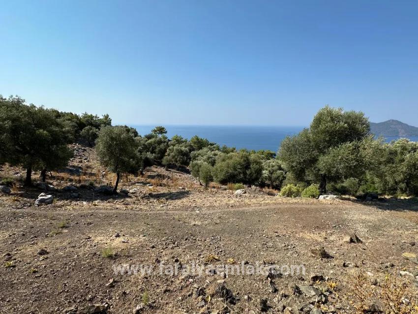 Для Продажи Поле в Çandır Köyceğiz - Под Поле застройку - 21.000 m²
