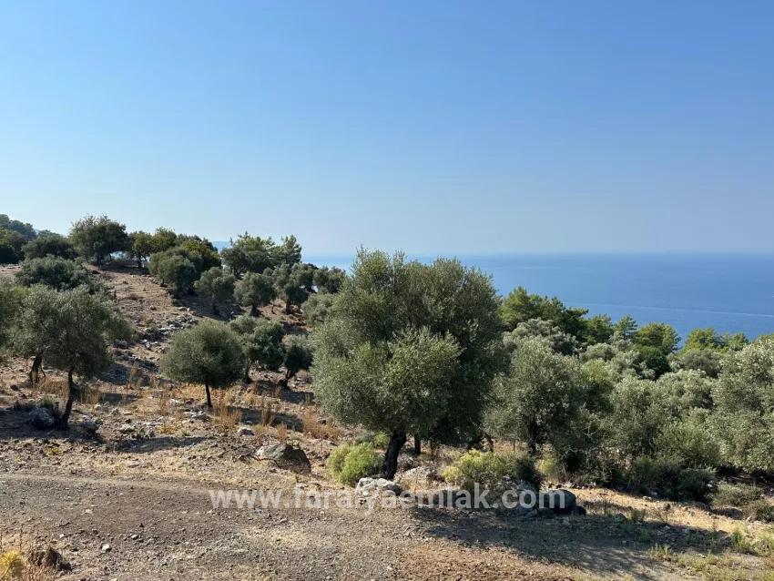 Для Продажи Поле в Çandır Köyceğiz - Под Поле застройку - 21.000 m²