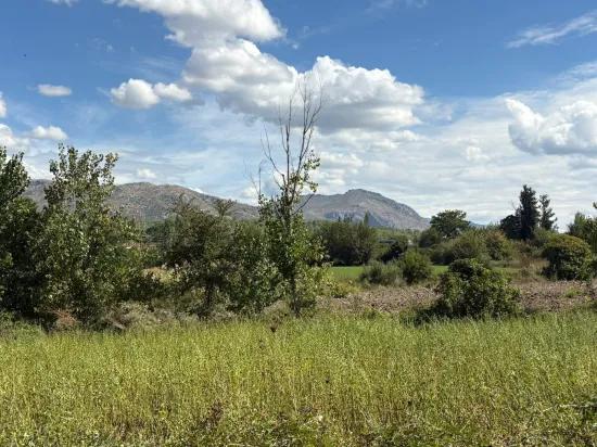 Поле Площадью 10.500 M2 Продаётся В Köyceğiz Zeytinalanı