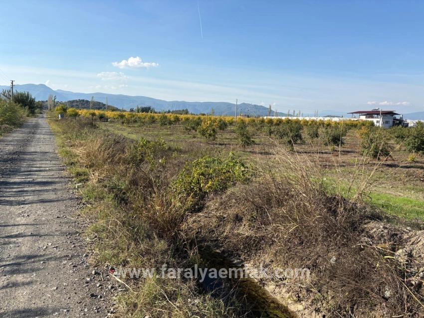 Eskiköy'de 21500m2 Satılık Nar Bahçesi