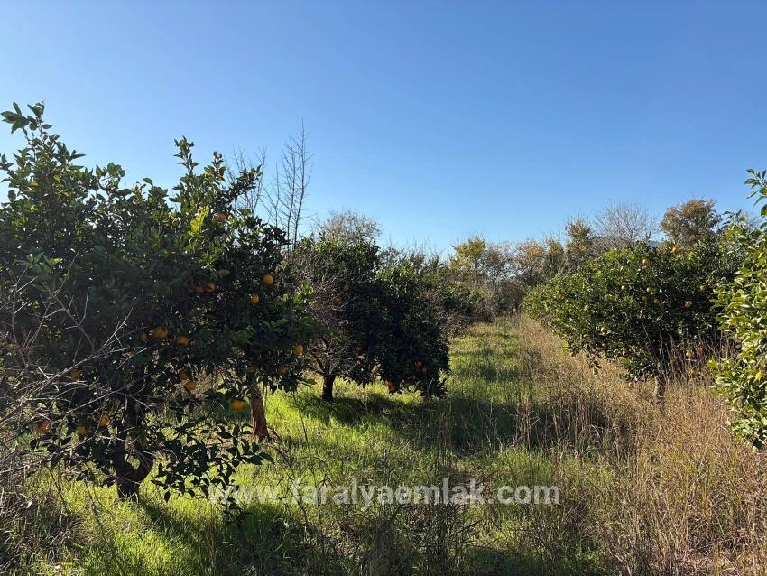 Ortaca Dalyan Mah. Satılık Tarla - Tarla İmar Durumlu - 4.541 m²