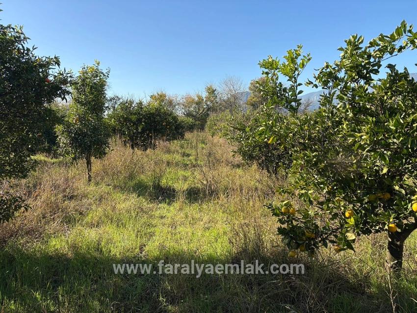 Ortaca Dalyan Mah. Satılık Tarla - Tarla İmar Durumlu - 4.541 m²