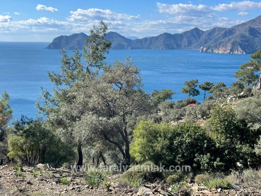Çandır Full Deniz Manzaralı 20.000m2 Satılık 2b