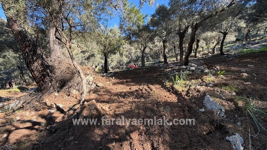 Çandır'da Full Deniz Manzaralı 5715m2 Satılık 2b Tarla