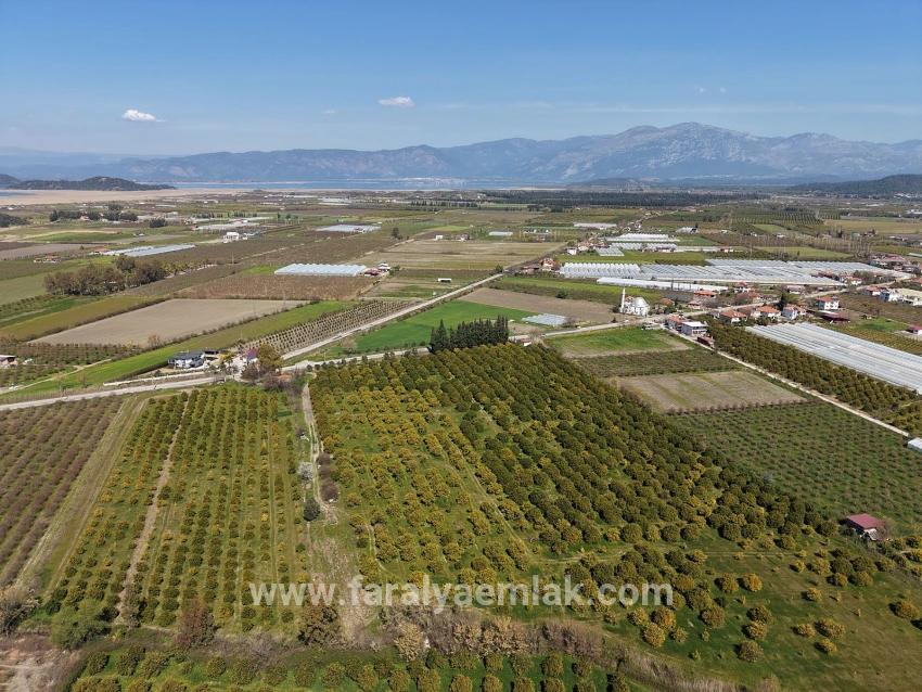 Dalyan Merkeze Yakın 17.550m2 Satılık Bağ-bahçe