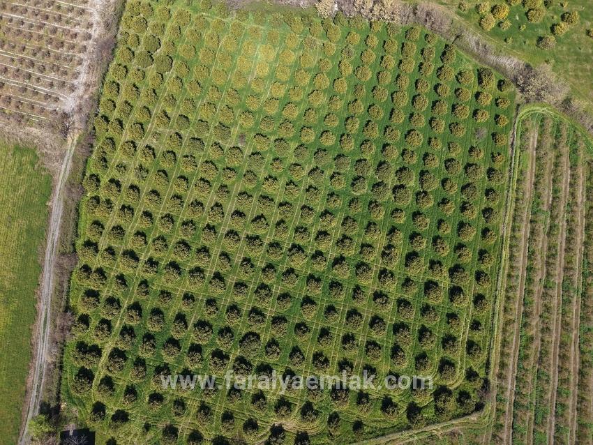 Dalyan Merkeze Yakın 17.550m2 Satılık Bağ-bahçe
