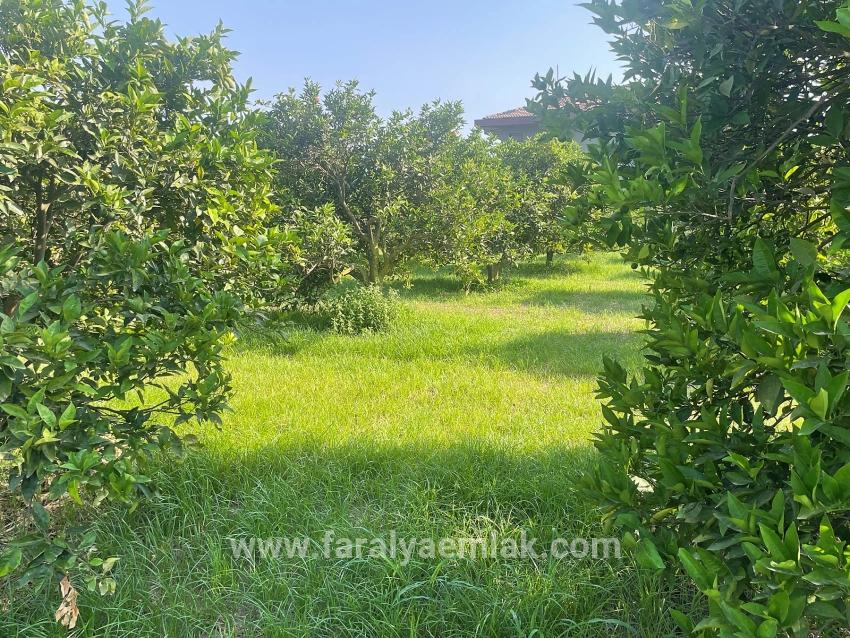 Dalyan Gülpınar'da 722m2 Satılık Arsa