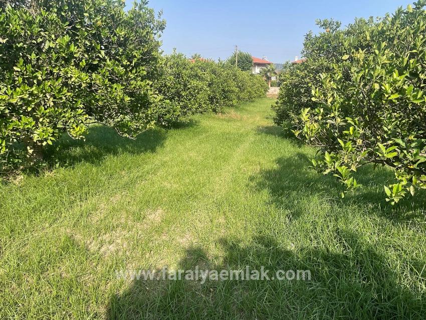Dalyan Gülpınar'da 722m2 Satılık Arsa