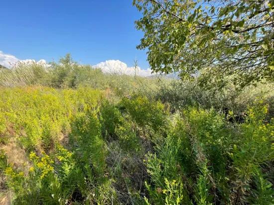 Çandır'da Kanala Sıfır 2765m2 Satılık Müstakil Ev