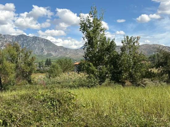 Köyceğiz Zeytinalanı'nda 10.500 M2 Satılık Tarla