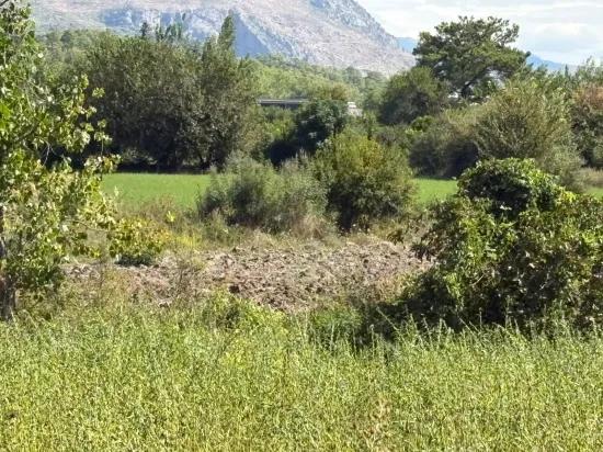 Köyceğiz Zeytinalanı'nda 10.500 M2 Satılık Tarla