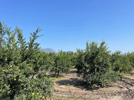 Dalyan Arıkbaşı Gerendüzü Mevkiinde 10,000m2 Satılık Nar Bahçesi
