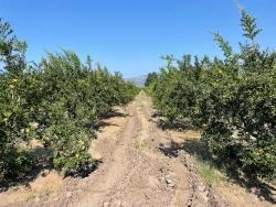 Ortaca Dalyan Mah. Satılık Tarla - Konut İmar Durumlu - 10.000 m²