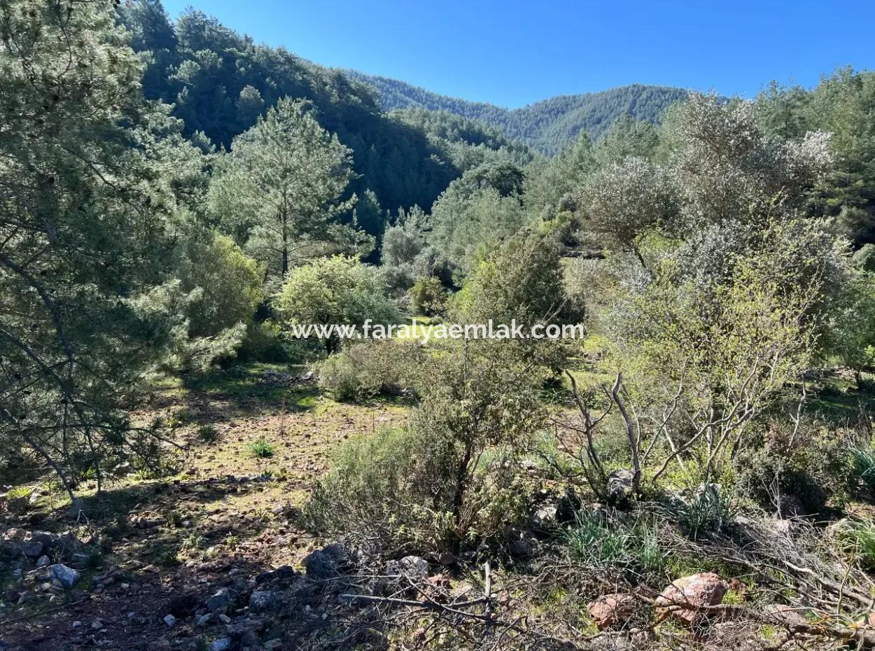 Gökbel'de Doğa Ve Orman İçerisinde Satılık Tarla