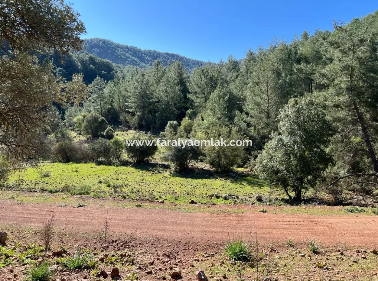 Gökbel'de Doğa Ve Orman İçerisinde Satılık Tarla