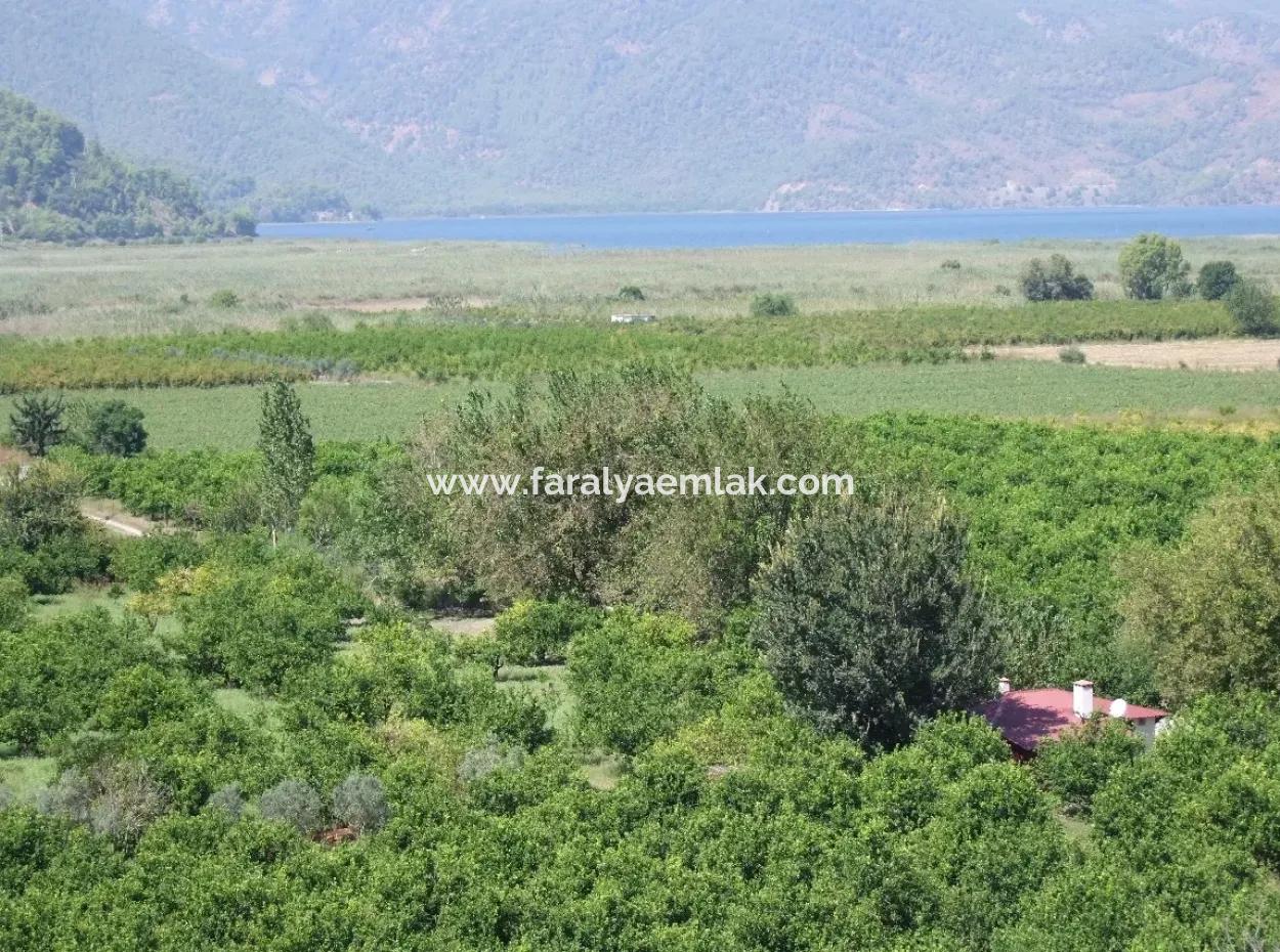 Dalyan Satılık Tarla Dalyan 73410M2 Satılık Tarla