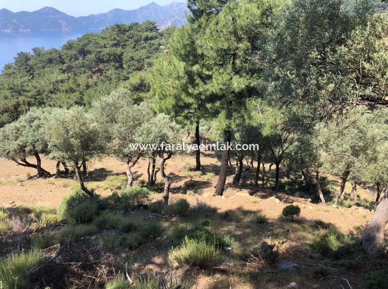 Çandır'da Deniz Manzaralı 7034M2 Satılık Tarla