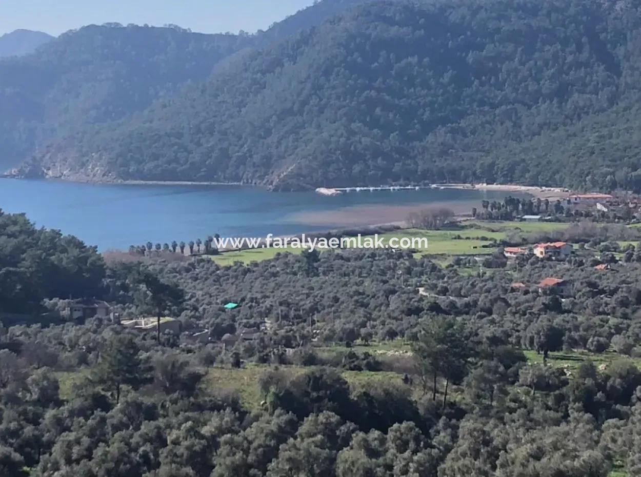 Ekincik Satılık Arsa Denize Çok Yakın 2000M2 Satılık Arsa