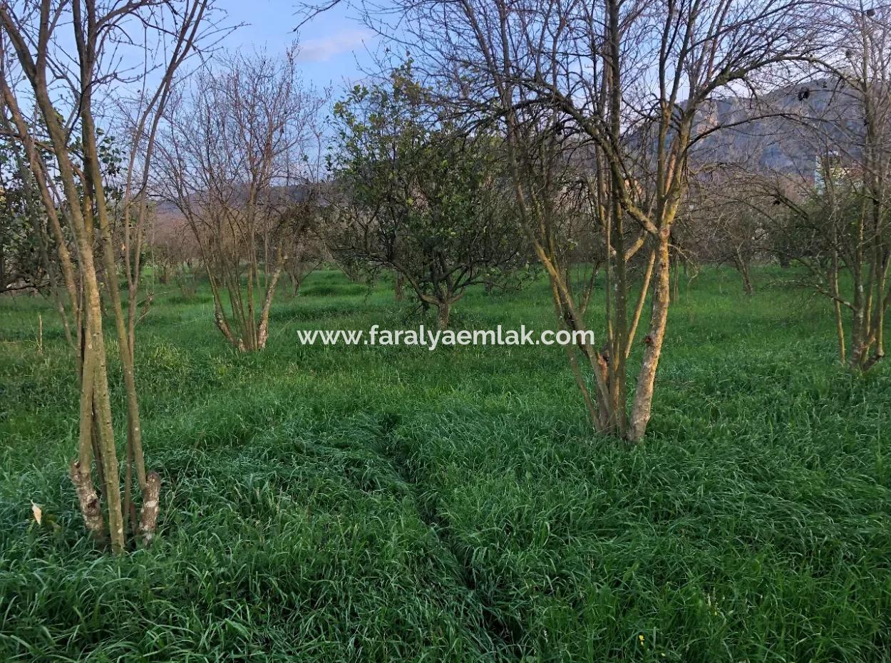 Okçular Satılık Arsa 4707M2 Satılık Arsa