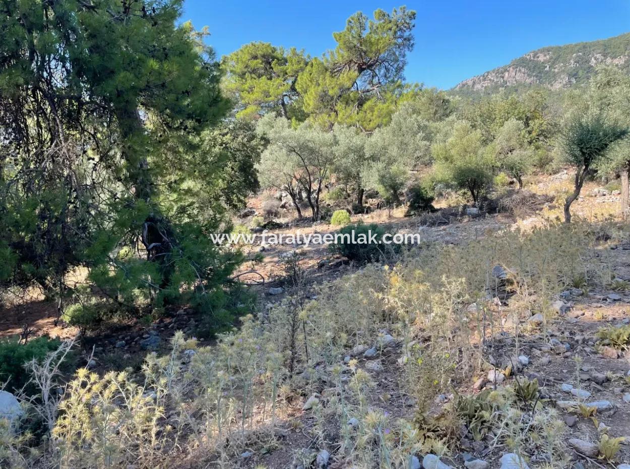 Çandır Deniz Manzaralı 2620M2 Satılık Arazi Tarla