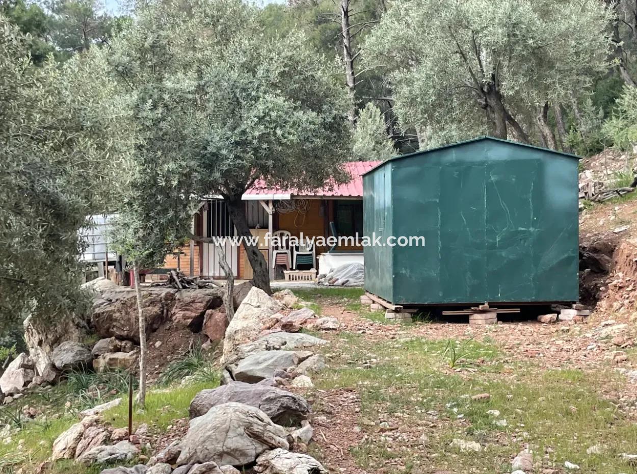 Ekincikde Deniz Manzaralı Zeytin Evi Satılıktır