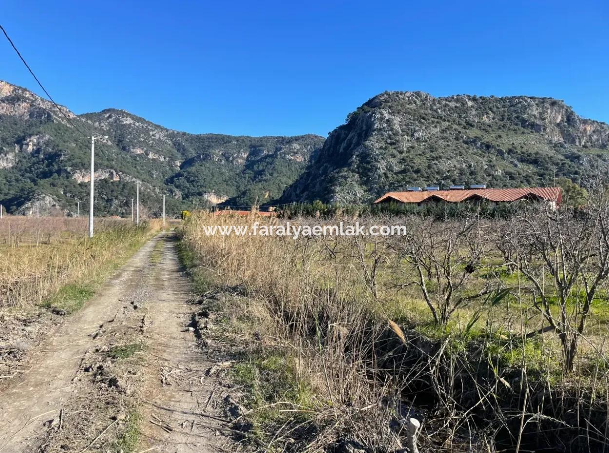 Dalyan İztuzu Yoluna Sıfır 5216M2 Satılık Tarla Arsa
