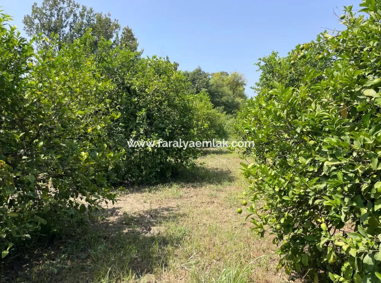 Okçular'da Köy Yerleşik Alanı İçerisinde 10.000M2 Satılık Arazi